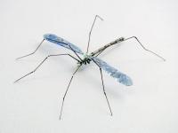 Cranefly by Michael Mangiafico