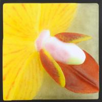 Botanica Erotica #12 by Ellen Abbott & Marc Leva