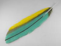Parrot Feather by Michael Dupille