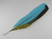 Parrot Feather by Michael Dupille